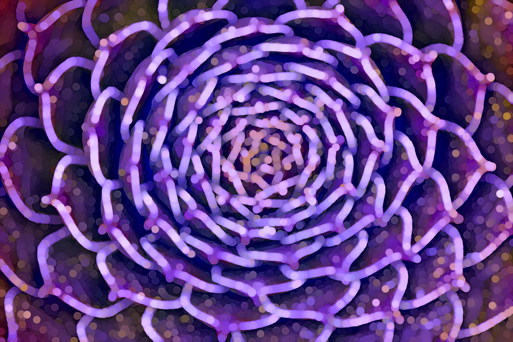 Vivid violet abstract of succulent plant with motifs of radial symmetry, patterned growth, and microscopic complexity for decoration or background